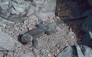 Thumbnail of other screenshot of Pushago